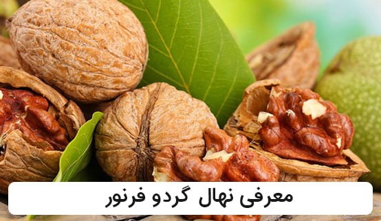 معرفی 3 رقم از نهال های گردو پر بار ایران: