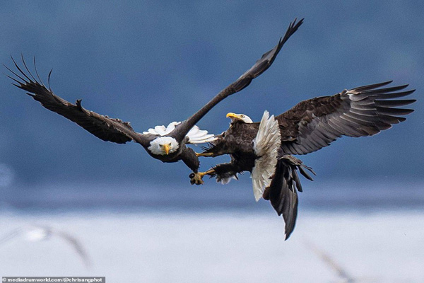 تصاویر استثنایی از جنگ عقاب های نر در اوج آسمان (گزارش تصویری)  تصاویر استثنایی از جنگ عقاب های نر در اوج آسمان (گزارش تصویری)