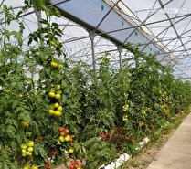 تحقق ۱۳۴ درصدی طرح توسعه گلخانه ها در آذربایجان شرقی