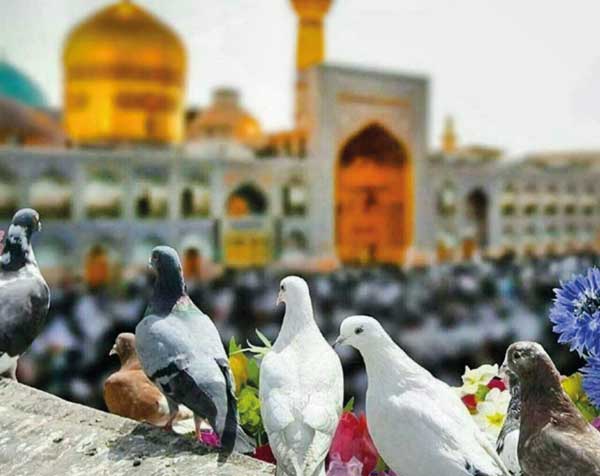 گندم  از دست تو خوردیم و کبوتر شده‌ایم (+تصاویر)