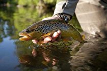 اعتیاد ماهی‌ ها به ماده مخدر متامفتامین!