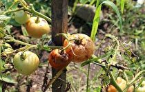 گلخانه داران مراقب بیماری ویروسی چروکیدگی قهوه ای گوجه فرنگی باشند