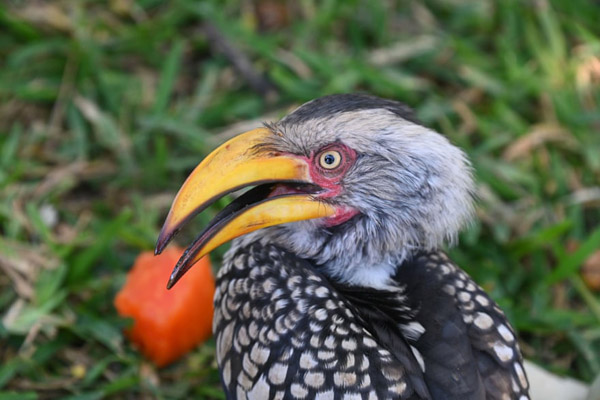 تصاویر برگزیده طبیعت و حیات وحش در هفته اخیر (گزارش تصویری) تصاویر برگزیده طبیعت و حیات وحش در هفته اخیر (گزارش تصویری)