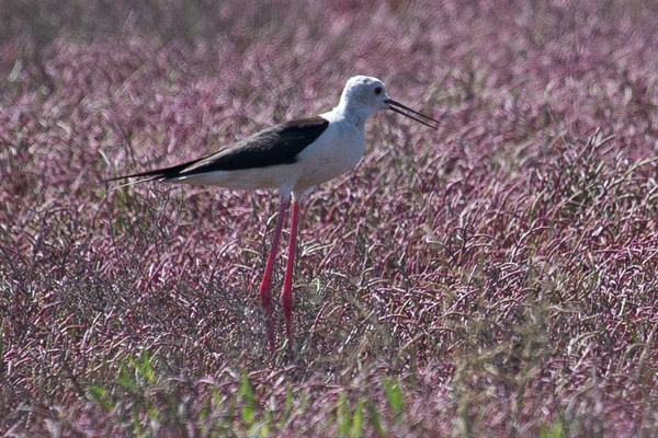 تصاویر برگزیده طبیعت و حیات وحش در هفته اخیر (گزارش تصویری) تصاویر برگزیده طبیعت و حیات وحش در هفته اخیر (گزارش تصویری)