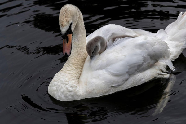 تصاویر برگزیده طبیعت و حیات وحش در هفته اخیر (گزارش تصویری) تصاویر برگزیده طبیعت و حیات وحش در هفته اخیر (گزارش تصویری)