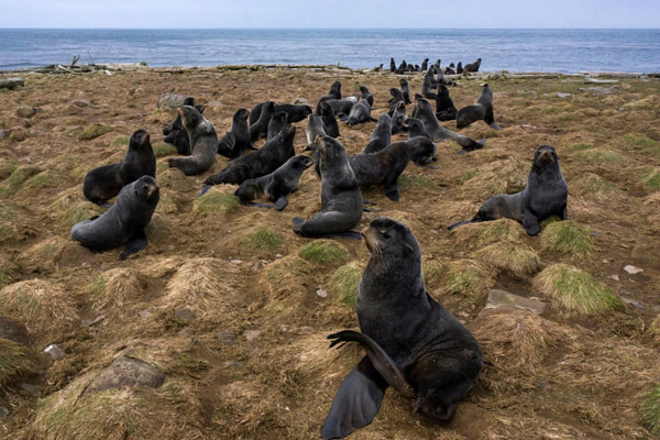 تصاویر برگزیده طبیعت و حیات وحش در هفته اخیر (گزارش تصویری) تصاویر برگزیده طبیعت و حیات وحش در هفته اخیر (گزارش تصویری)