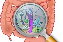 باکتری روده بر مهارت‌ های شناختی و زبانی کودکان اثر می‌گذارد!