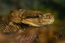 تولید چسب ضدخونریزی جراحی با زهر مار