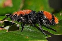 اسامی نامناسب حشرات تعویض می شوند