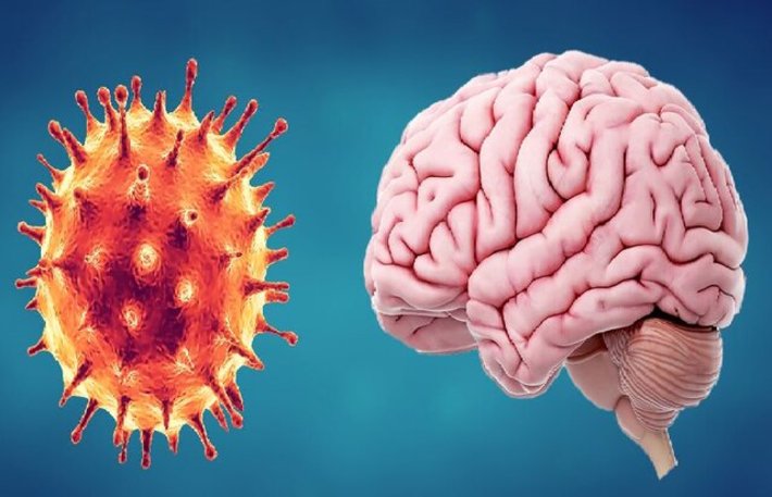 پژوهشگران آمریکایی با کمک مدل‌های سه‌بعدی سلول‌ها توانستند راه ورود کروناویروس به مغز انسان و گسترش عفونت را مشخص کنند.