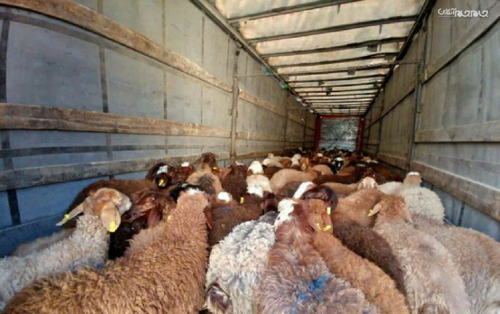 عشایر غیور شهرستان گرمی تعداد ۳۵ رأس گوسفند برای ذبح و توزیع در بین نیازمندان و ایتام به کمیته امداد اهداء کردند.