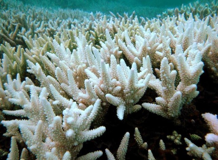 بررسی‌های شش ساله پژوهشگران در خلیج چابهار نشان داد که کلنی‌های مرجانی این منطقه به دلیل فعالیت‌های انسانی و احداث موج‌شکن‌ها در حال سفید شدن هستند و وضعیت بحرانی برای مرجان‌های منطقه به وجود آمده است.