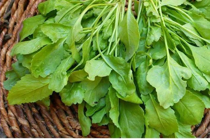 این سبزی مفید را بشناسید / از درمان کم خونی تا ضد آسم و سرطان