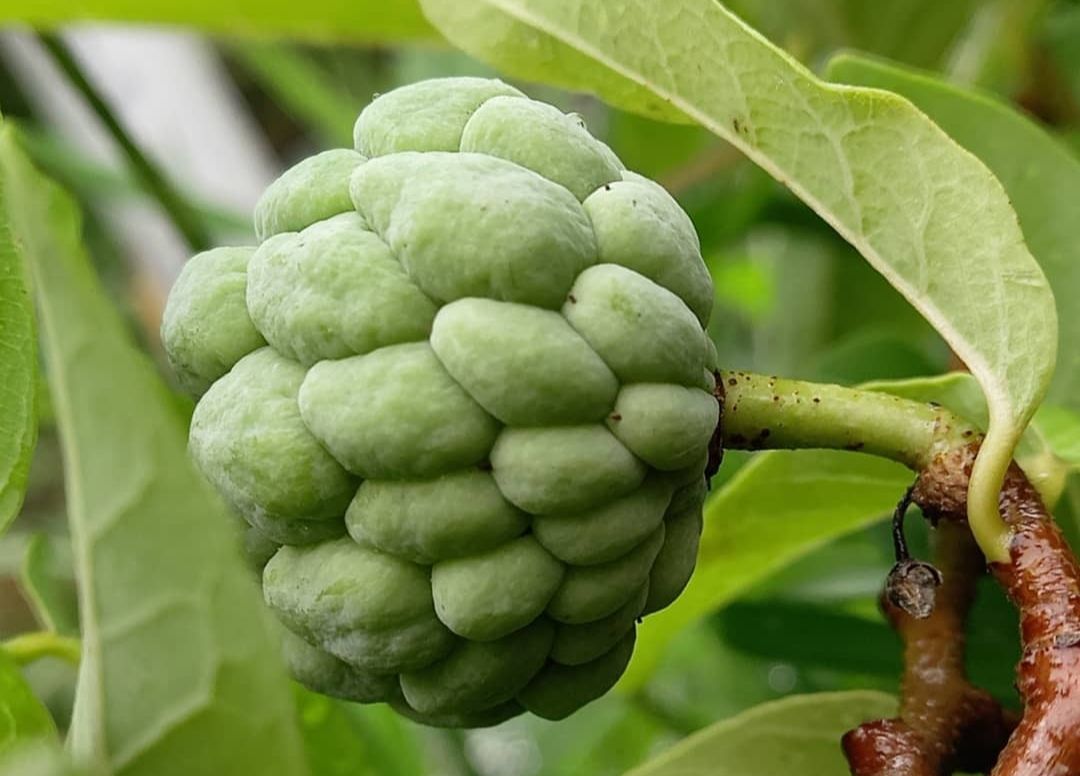 کدام میوه‌های استوایی را می‌توان در ایران کاشت؟