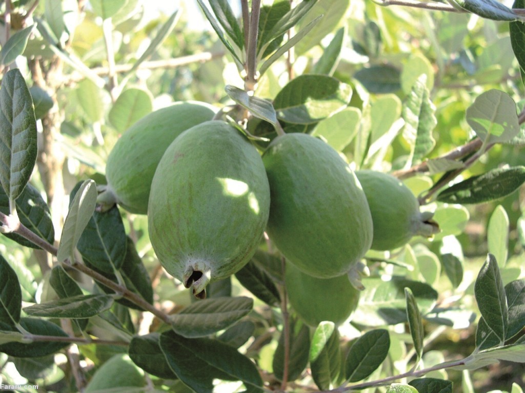 کدام میوه‌های استوایی را می‌توان در ایران کاشت؟
