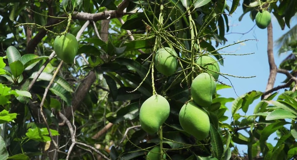 کدام میوه‌های استوایی را می‌توان در ایران کاشت؟