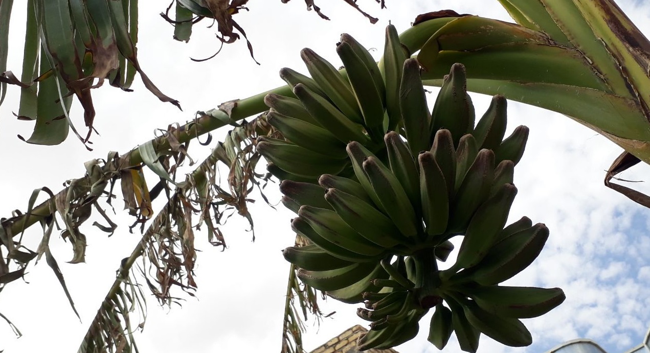 کدام میوه‌های استوایی را می‌توان در ایران کاشت؟