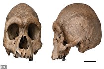 شناسایی جد درشت اندام انسان در 146  هزار سال پیش (تصاویر)