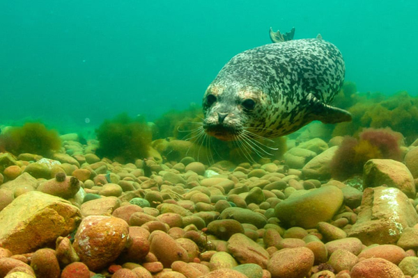 لحظات برگزیده حیات وحش (گزارش تصویری) لحظات برگزیده حیات وحش (گزارش تصویری)
