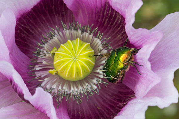 لحظات برگزیده حیات وحش (گزارش تصویری) لحظات برگزیده حیات وحش (گزارش تصویری)