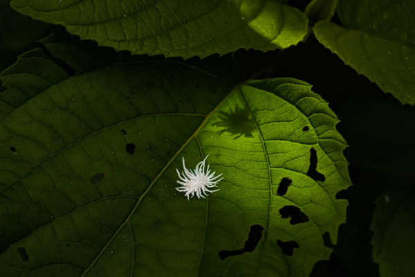 لحظات برگزیده حیات وحش (گزارش تصویری) لحظات برگزیده حیات وحش (گزارش تصویری)
