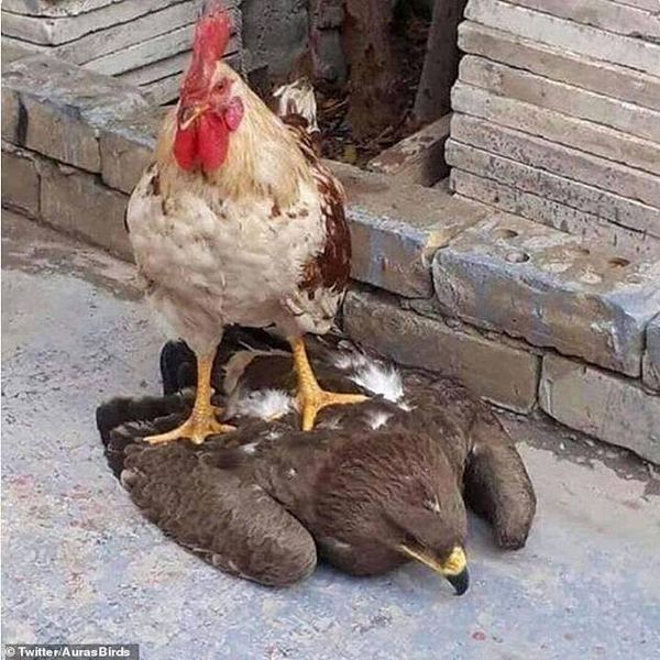 تصاویر جالب از پرندگان (گزارش تصویری) تصاویر جالب از پرندگان (گزارش تصویری)