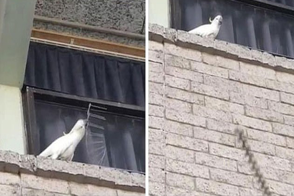 تصاویر جالب از پرندگان (گزارش تصویری) تصاویر جالب از پرندگان (گزارش تصویری)