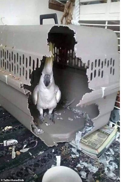 تصاویر جالب از پرندگان (گزارش تصویری) تصاویر جالب از پرندگان (گزارش تصویری)