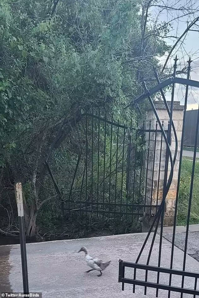 تصاویر جالب از پرندگان (گزارش تصویری) تصاویر جالب از پرندگان (گزارش تصویری)