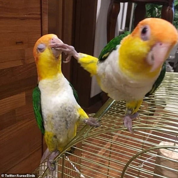 تصاویر جالب از پرندگان (گزارش تصویری) تصاویر جالب از پرندگان (گزارش تصویری)