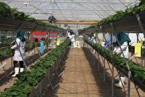 سطح زیر کشت گلخانه ها در کرمان افزایش می یابد