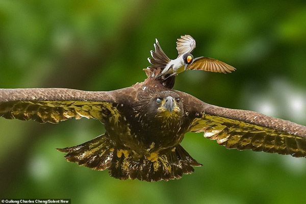 پرنده کوچک، به دنبال شکار عقاب / پلنگی که کرونا گرفت (تصاویر) پرنده کوچک، به دنبال شکار عقاب / پلنگی که کرونا گرفت (تصاویر)