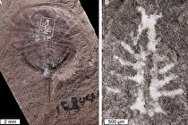 شناسایی فسیل مغز سالم ۳۱۰ میلیون ساله