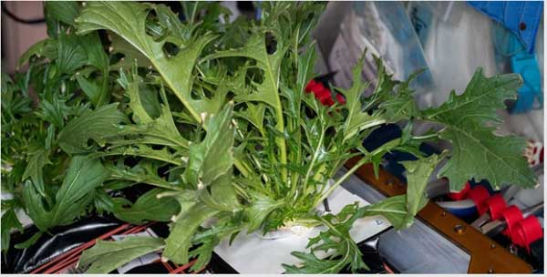 عکس روز ناسا از تغذیه فضانوردان (+عکس) عکس روز ناسا از تغذیه فضانوردان (+عکس)