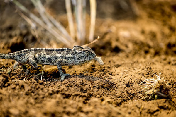 عکس های برگزیده حیات وحش (گزارش تصویری)