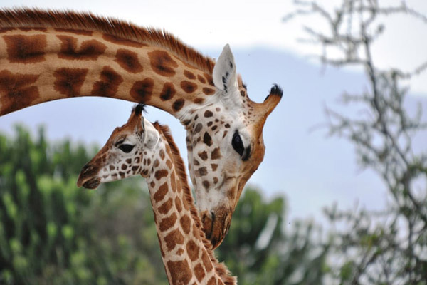 عکس های برگزیده حیات وحش (گزارش تصویری)