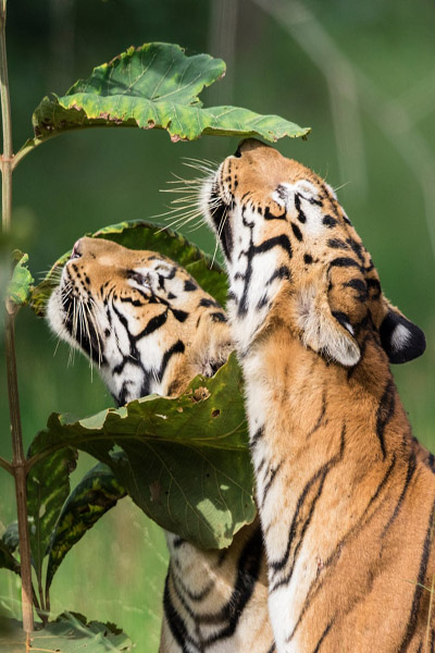 عکس های برگزیده حیات وحش (گزارش تصویری)