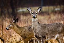 آنتی بادی کرونا در بدن گوزن ها شناسایی شد
