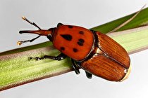 ردیابی آفت سرخرطومی حنایی خرما در شهرستان های شرقی استان کرمان 