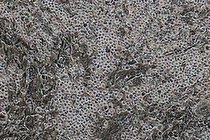 سلول های بنیادی چگونه در آزمایشگاه رشد می کنند؟