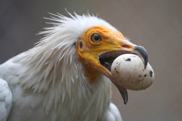 عمو سام هم ضدواکسن شد / کار بسیار خطرناک دو عکاس (تصاویر) عمو سام هم ضدواکسن شد / کار بسیار خطرناک دو عکاس (تصاویر)