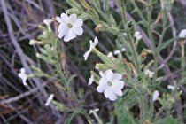 کشف گیاه گوشتخوار جدید در کنار یکی از بزرگراه‌های استرالیا