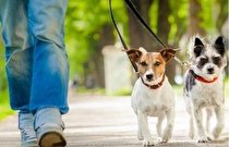 واکسیناسیون پنج هزار قلاده سگ گله در همدان