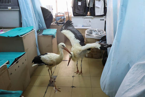 عکس های برگزیده حیات وحش در هفته اخیر (گزارش تصویری) عکس های برگزیده حیات وحش در هفته اخیر (گزارش تصویری)