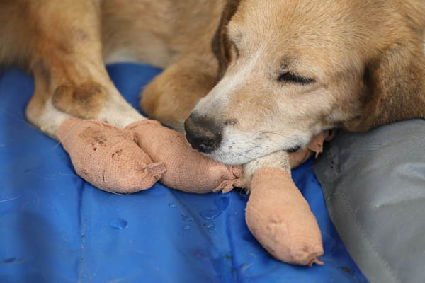 عکس های برگزیده حیات وحش در هفته اخیر (گزارش تصویری) عکس های برگزیده حیات وحش در هفته اخیر (گزارش تصویری)