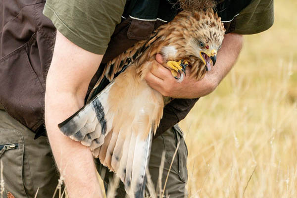 عکس های برگزیده حیات وحش در هفته اخیر (گزارش تصویری) عکس های برگزیده حیات وحش در هفته اخیر (گزارش تصویری)