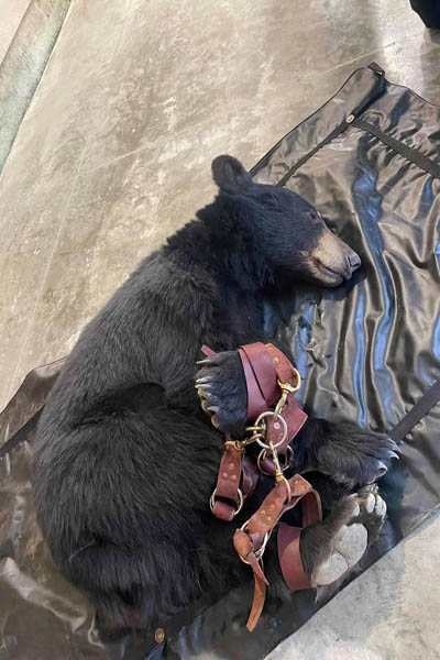 عکس های برگزیده حیات وحش در هفته اخیر (گزارش تصویری) عکس های برگزیده حیات وحش در هفته اخیر (گزارش تصویری)