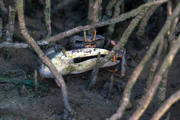 عکس های برگزیده حیات وحش در هفته اخیر (گزارش تصویری) عکس های برگزیده حیات وحش در هفته اخیر (گزارش تصویری)