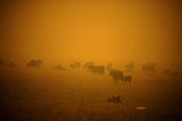عکس های برگزیده حیات وحش در هفته اخیر (گزارش تصویری) عکس های برگزیده حیات وحش در هفته اخیر (گزارش تصویری)