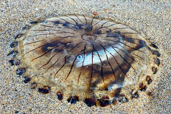 عکس های برگزیده حیات وحش در هفته اخیر (گزارش تصویری) عکس های برگزیده حیات وحش در هفته اخیر (گزارش تصویری)